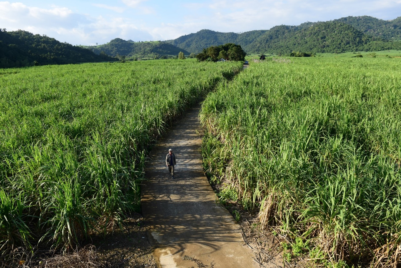 Vùng mía nguyên liệu ở tỉnh Phú Yên - Ảnh: Nguồn GIZ