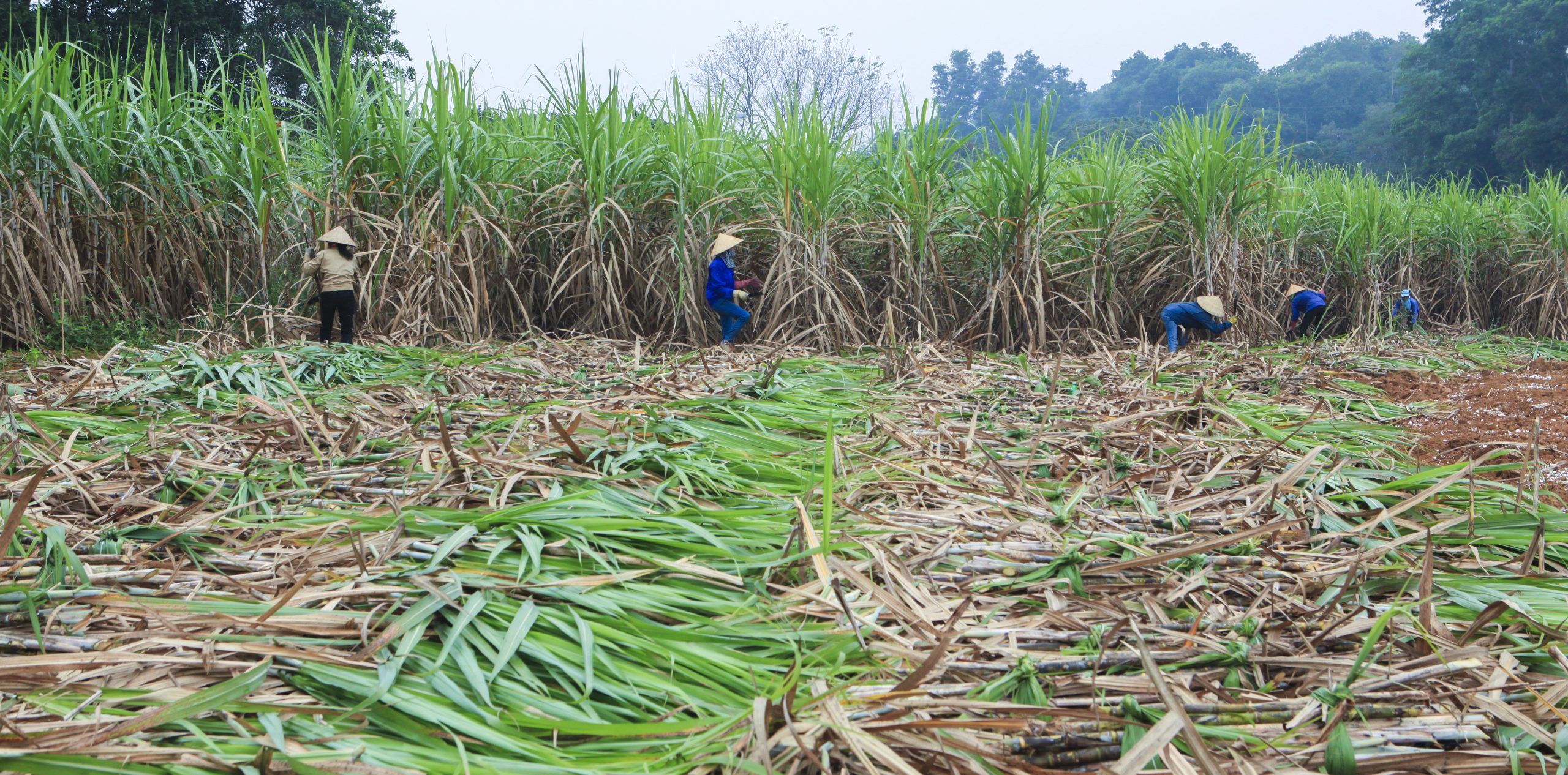Sugarcane – Biomass 2